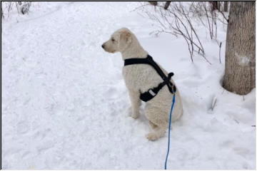 Skijoring