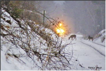 Deer on the tracks