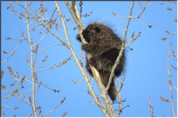 Porcupine and Buds