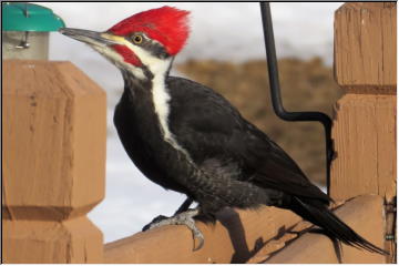 Pileated Pair