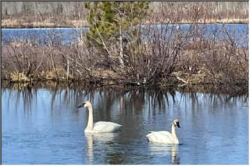 Trumpeter Swans