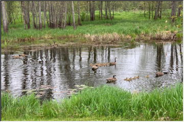 A gaggle of geese