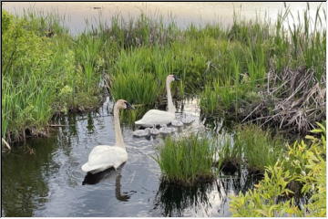 Swan family