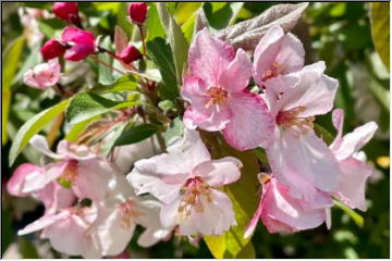 Keweenaw in Bloom