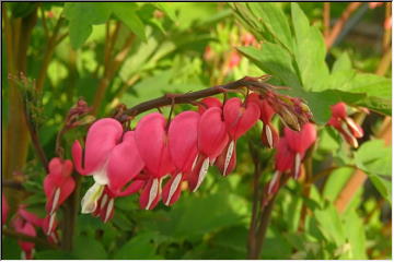 Beautiful Blooms