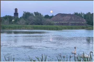 Swans and cygnets