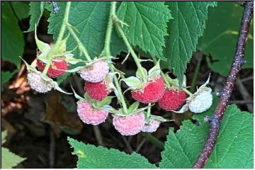 Thimbleberry Picking