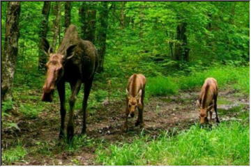 Moose in the Woods