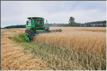 Rye Harvesting