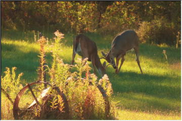 Dueling Bucks