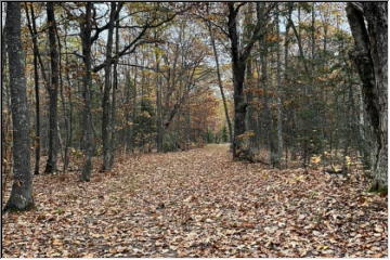 Autumn in the woods