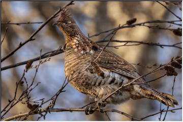 Birds of the Keweenaw