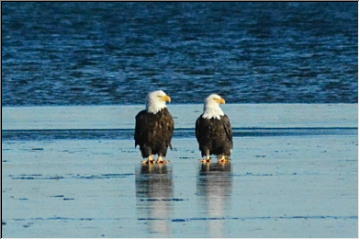 Birds of a feather