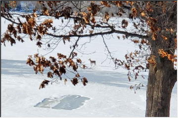 Frozen Lake