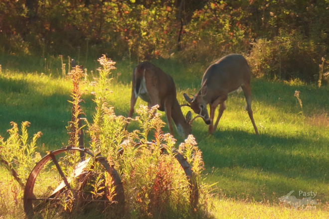 Photo by Nancy Haun