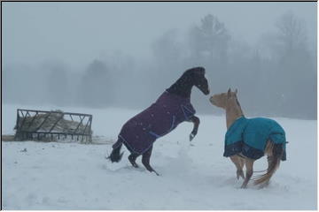 Happy Horses