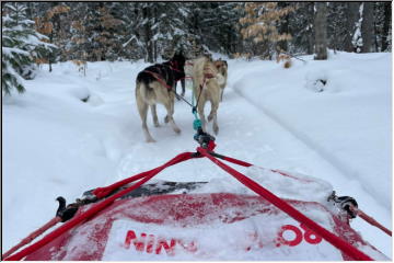 Sled Dog Adventures