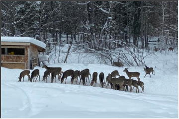 Deer Feeding
