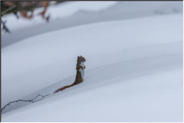 Winter Wildlife