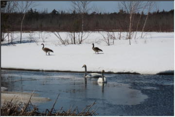 Swans are back