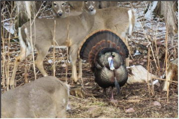 Tom turkey strut
