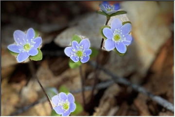 Spring flowers