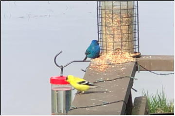 Migrating