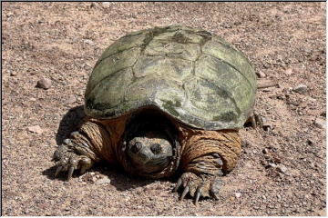 Snapping Turtle