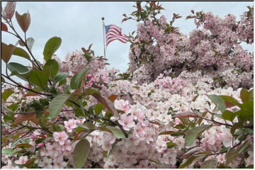 Hancock Blossoms