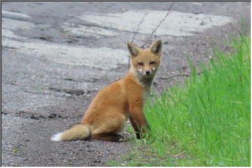 Baby Foxes