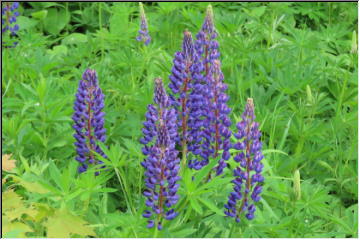 Keweenaw Blooms