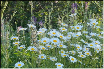 Daisy-time