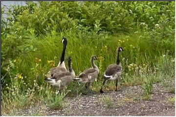Goose Family