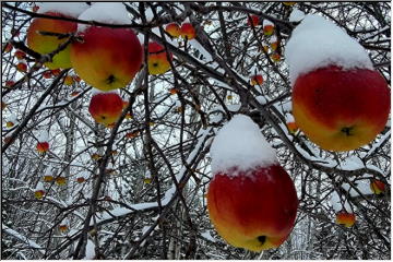 Apples in Winter