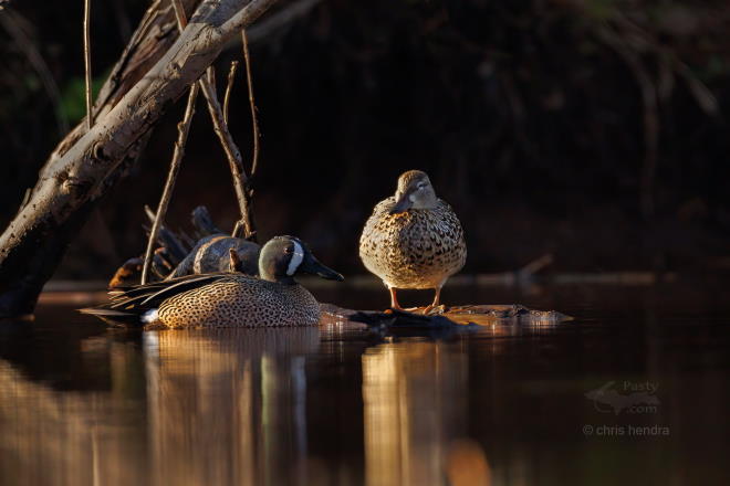 Photo by Chris Hendra