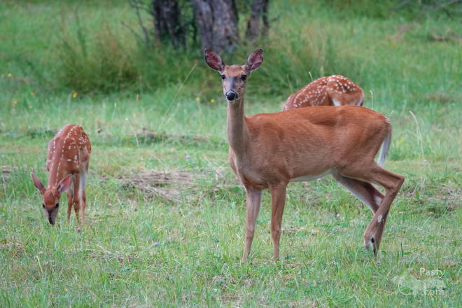 Photo by Nancy Haun