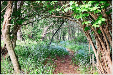 Forget-Me-Nots