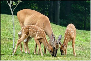 Deer
