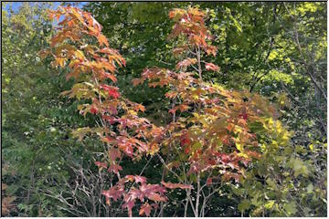 Signs of fall beginning