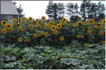 Sunflowers