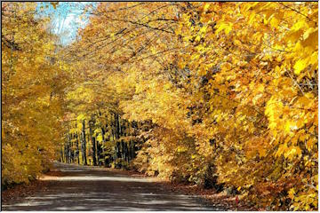 Autumn Covered Road