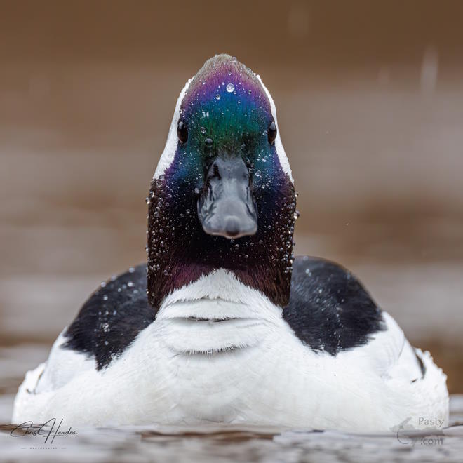 Photo by Chris Hendra