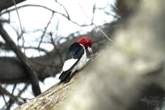 Photo by Mary Drew