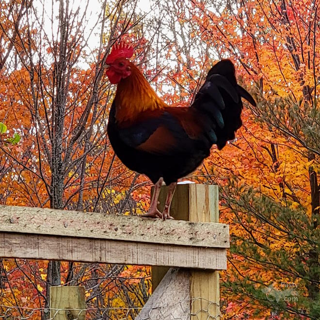 Photo by Stacey Flood