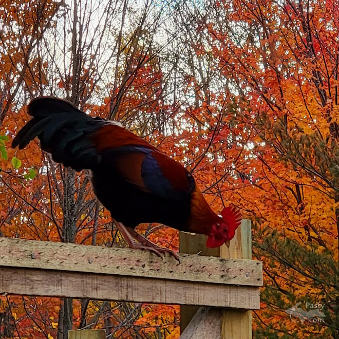 Photo by Stacey Flood