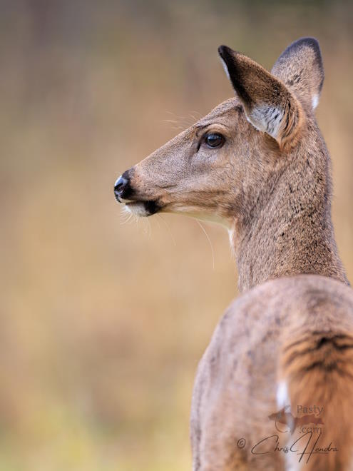 Photo by Chris Hendra