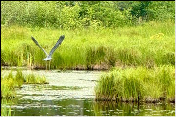 Heron taking off