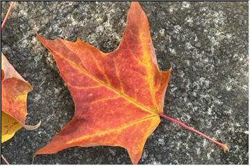 Fall is just beginning