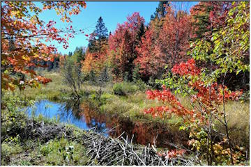 Some fall color
