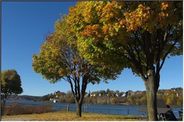Still some leaves